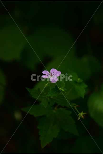 큰세잎쥐손이,야생화,식물,자연,꽃,생태,힐링,플라워,wildflower,flower,plants,nature,season,감성,느낌,emotion,feeling,여름,분홍색,여러해살이풀,쥐손이풀과,쥐손이풀속,식물,자연,plants,nature,꽃,flower
