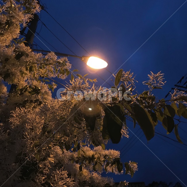 꽃,전봇대,하늘,나무,불빛,감성,전선,빛,야경,밤,풍경,nightscape,night,landscape