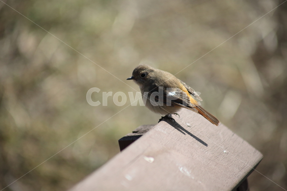 bird,새,동물,뱁새,paradoxorniswebbianafulvicauda,오목눈이,딱새,딱새암컷,작은새,동물,animal,조류,새,birds