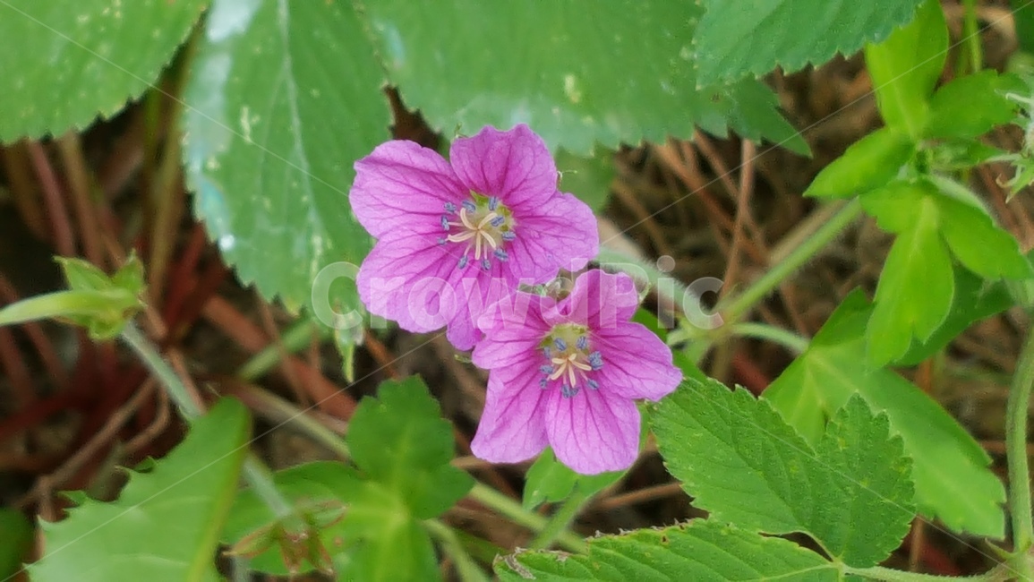 자연,연두,식물,들꽃,이질풀,식물,자연,plants,nature,꽃,flower