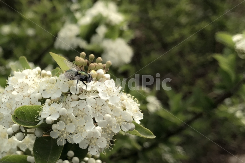 자연,꽃,Flowers,nature,곤충,식물,자연,plants,nature,꽃,flower,동물,animal,곤충,벌레,insect,bug