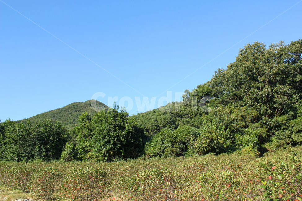 하늘,낮,풍경,파랑,블루,파란색,산,농촌,시골,나무,숲,자연,녹색,그린,초록색,아로니아밭,아로니아나무,밭,농작물,농사,농업,자연,풍경,nature,landscape,outdoors,옥외,field,들,grassland,목초지
