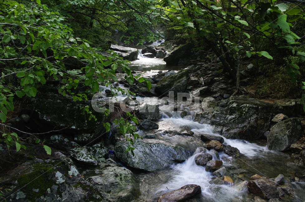식물,plant,자연,nature,숲,계곡,자연,풍경,nature,landscape,water,물,stream,흐름,creek,작은 만,outdoors,옥외