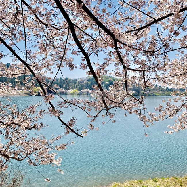 벚꽃,호수,봄,벚꽃놀이,풍경