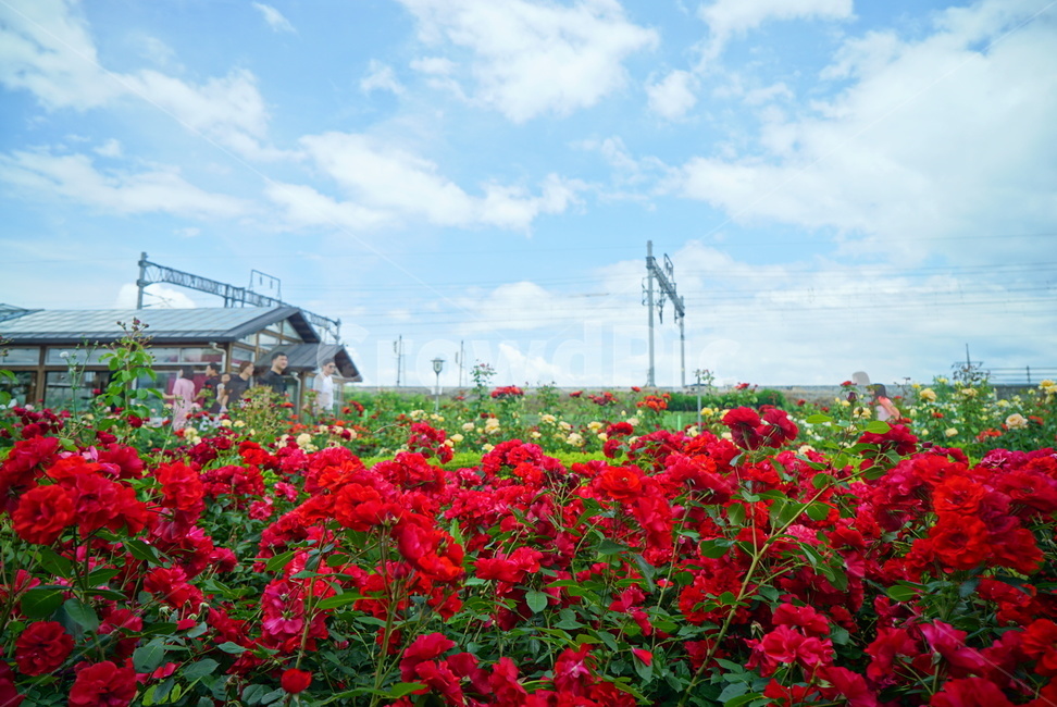 blossom,꽃,식물,장미,기차,역,하늘,구름,조화,빨강,식물,자연,plants,nature,꽃,flower