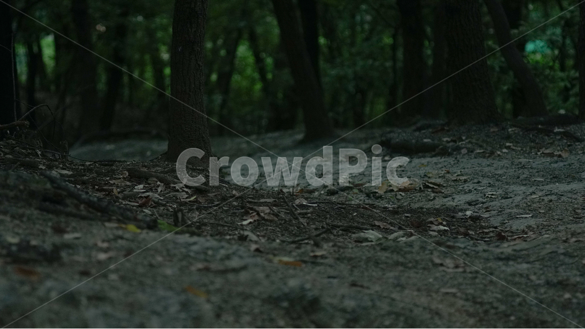 산,숲길,오솔길,저녁,녹색,여름,나무,숲,풀,mountain,road,green,forest,dusk,evening,summer,자연,풍경,nature,landscape,ground,바닥
