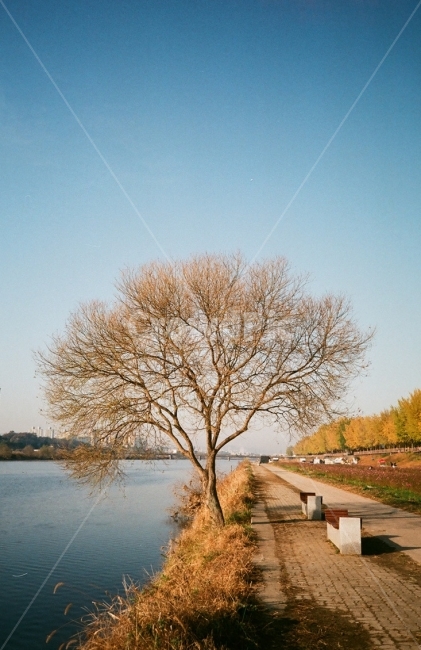겨울나무,곡교천,쓸쓸함,겨울,12월,기다림,한국의겨울,겨울,계절,winter,season,식물,자연,plants,nature,나무,trees,wood