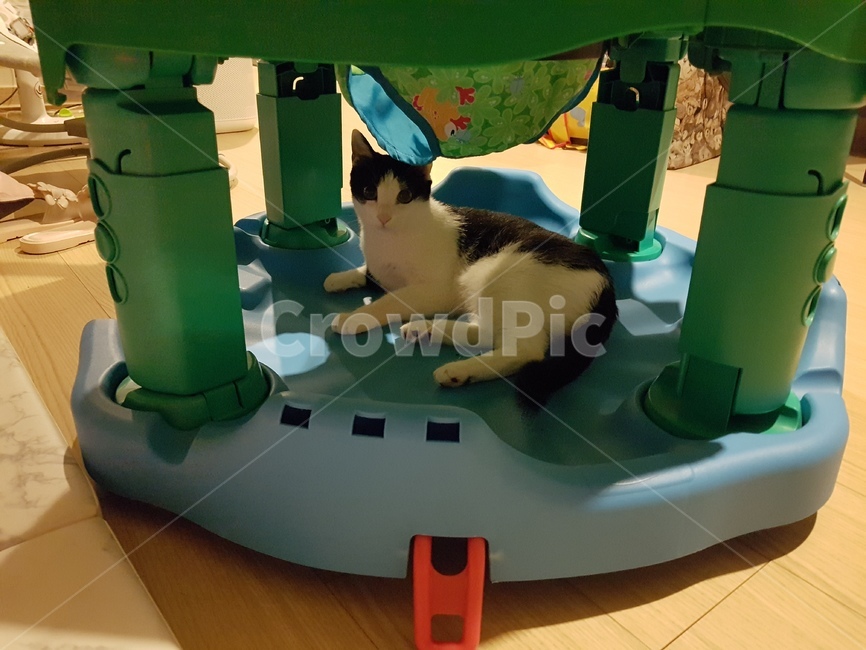 고양이,코숏,검정색,흰색,핑크,cat,cute,animal,점프루,동물,animal,포유류,mammal,고양이,cat,kitten,kitty