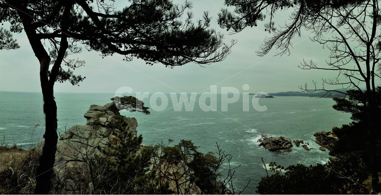 하조대,소나무,동해바다,동해,하조대소나무