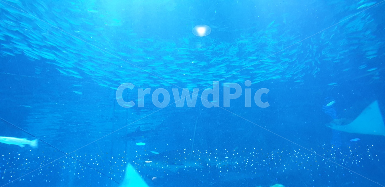 아쿠아리움,수족관,아쿠아,대형수족관,상어,가오리,동물,animal,어류,물고기,fish