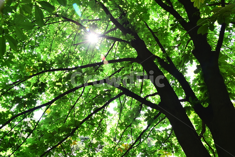 신록,빛,나뭇잎,환경,청정,녹색,그린,초록,6월,햇빛,태양,sunny,green,season,시즌,계절,나무,숲,forest,여름숲,힐링,healing,싱그러운,푸르른숲,투명한,빛갈라짐,배경,바탕,백그라운드,background