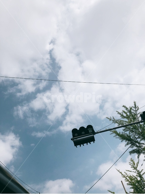 하늘,초록,신호등,파란색,잎,sky,green,trafficlights