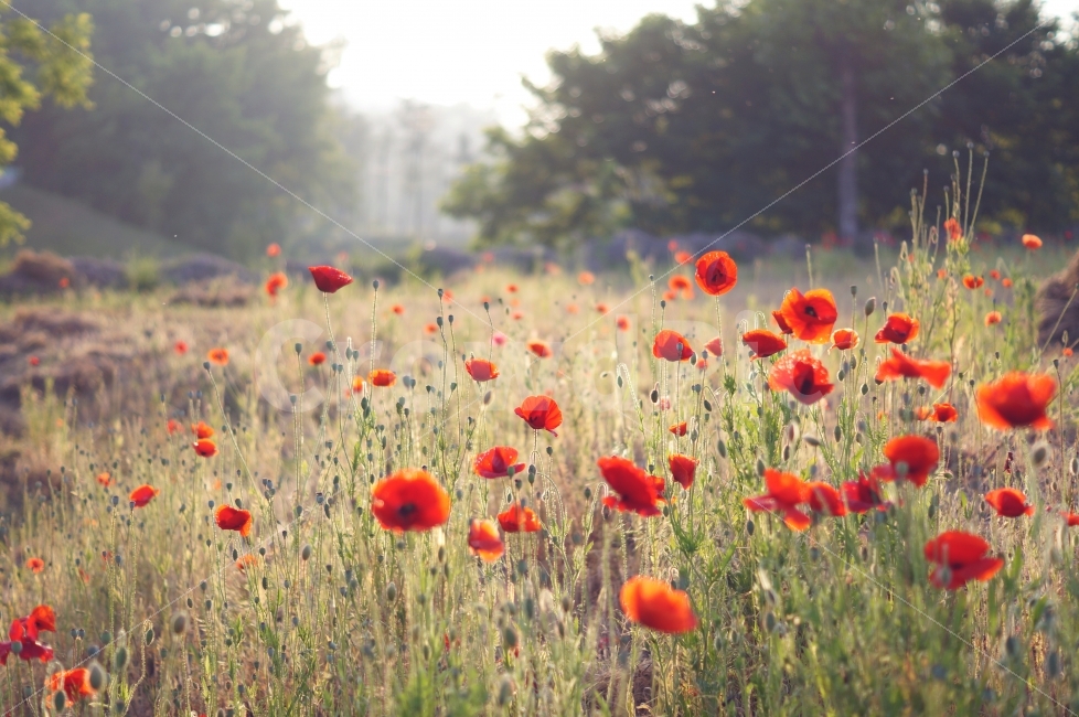 양귀비,꽃,들판,햇살,풍경,자연,풍경,nature,landscape,식물,plants,꽃,flower,감성,sensible,feeling,plant,field,들