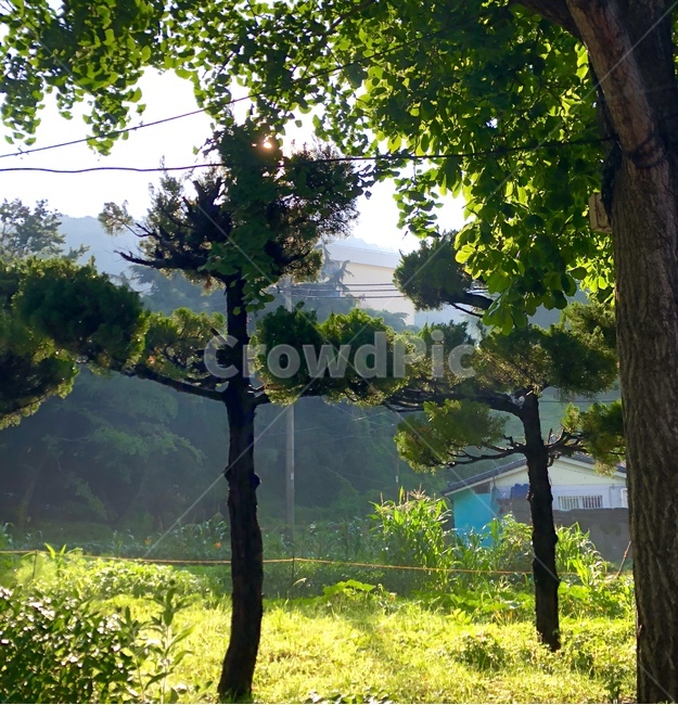 자연,나무,풀,숲,맑음,자연,풍경,nature,landscape,tree,plant,식물,tree trunk,나무 줄기,outdoors,옥외