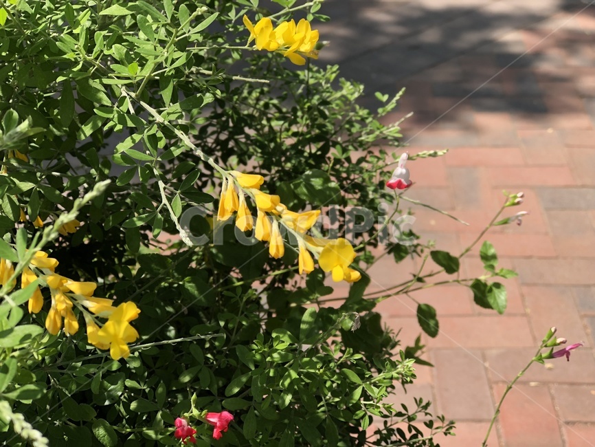 plant,식물,flower,꽃,yellow,식물,자연,plants,nature,꽃,flower
