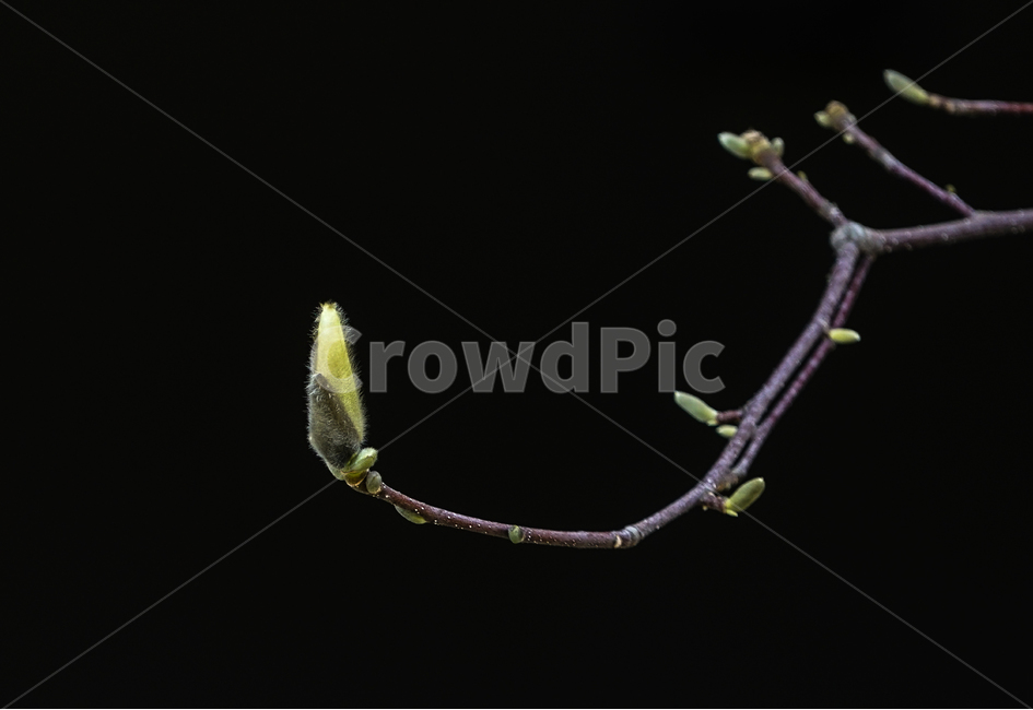새싹,봄,생명,목련,가지,sprout,spring,life,magnolia,branch,tree,april,4월,봄,계절,spring,season,식물,자연,plants,nature,bud,싹,blossom,꽃,plant,flower
