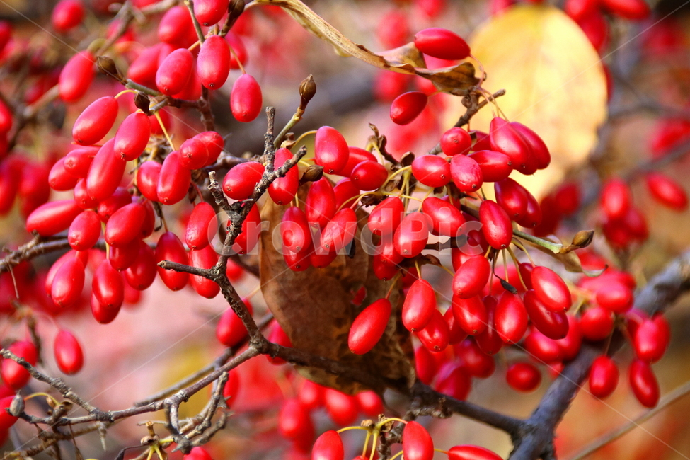 식물,나무,가을,계절,열매,식물,자연,plants,nature,과일,열매,fruit