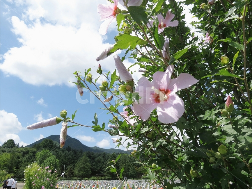 무궁화,꽃,애국,flower,한국,한국적인,flowers,봄
