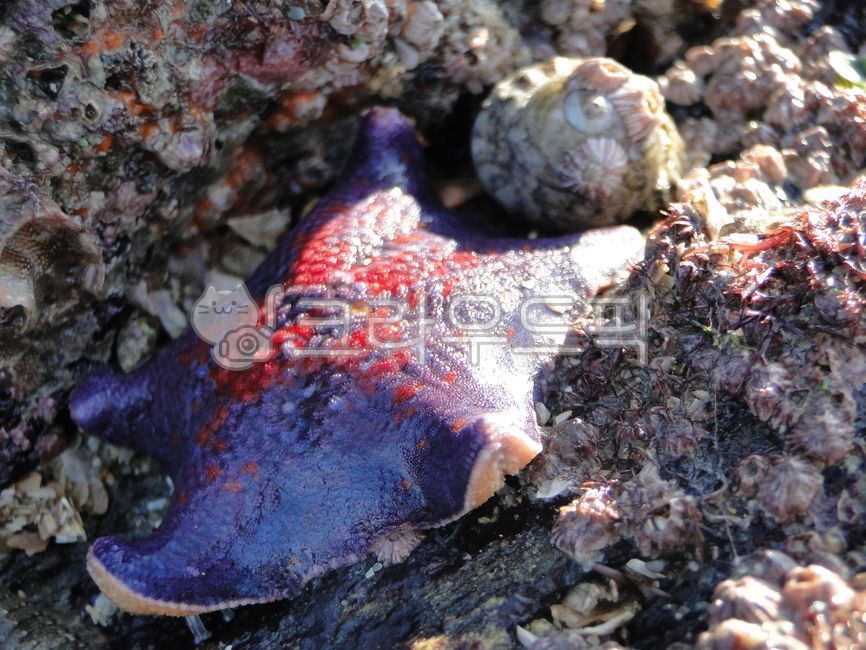 극피동물,무척추동물,동물,animal,불가사리,별불가사리