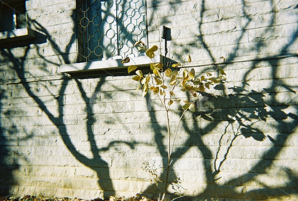 그림자,shadow,겨울,winter,감성,필름