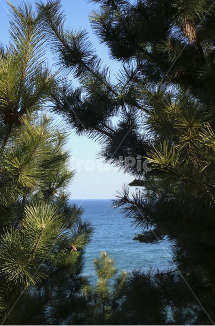 plant,식물,tree,나무,소나무,하늘,바다,sea,sky,blue,파란하늘,파란바다,푸른하늘,푸른바다,green