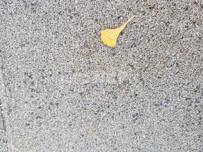 타맥,asphalt,tarmac,아스팔트,은행잎,낙엽,도로,땅,1,하나,혼자