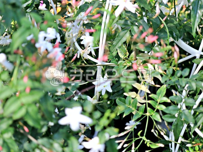 spring flowers,plant,flower market,flower