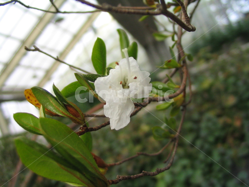 꽃,하얀,흰,꽃송이,식물원,white,tree,leaf,plant,green,nature,leaves,branch,fruit,isolated,spring,fresh,foliage,flower,garden,agriculture,flora,growth,forest,herb,organic,blossom,pine,macro,closeup,closeup,natural,twig,bloom,beauty,blooming,beautiful,petal,season,outdoors,environment,freshness,lush,grass,bouquet