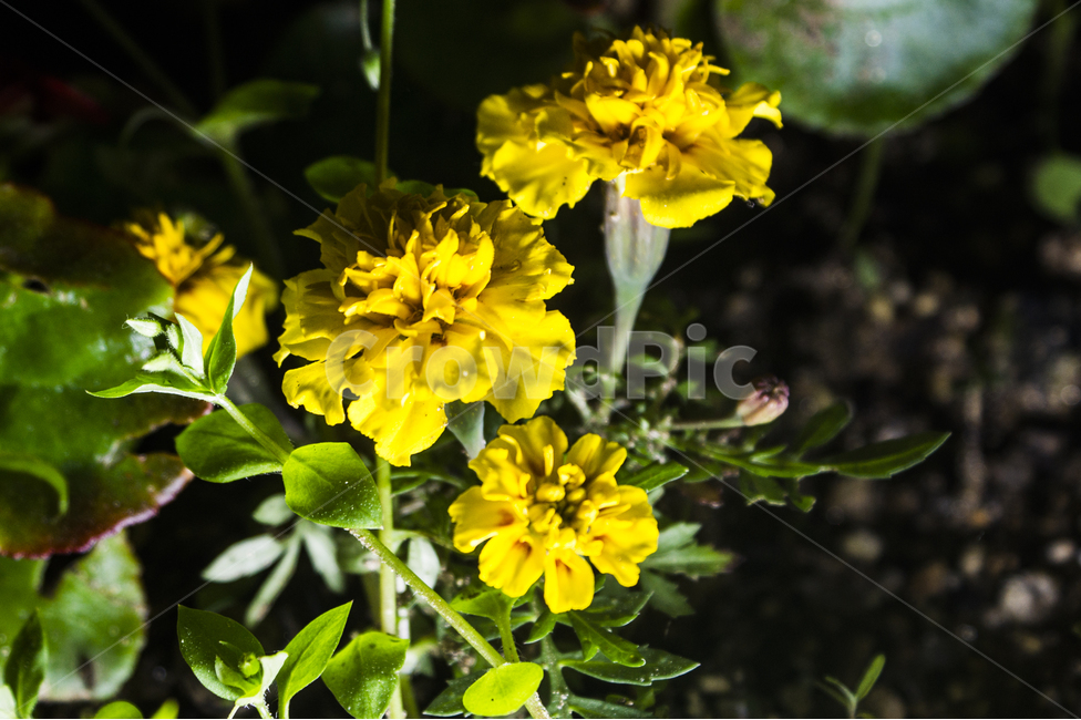 야경,꽃,조명,접사,식물,식물,자연,plants,nature,꽃,flower