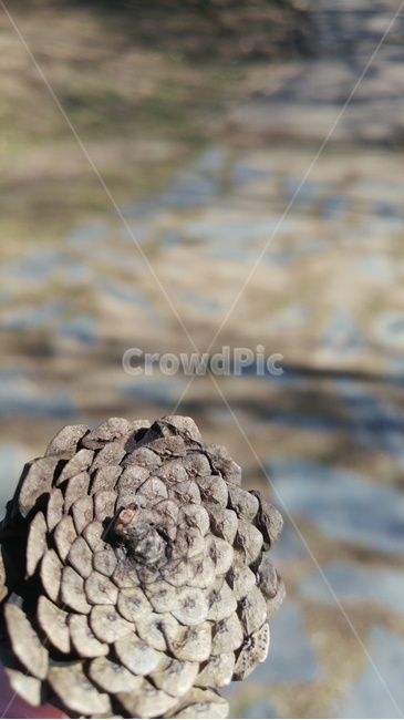 nature,자연,솔방울,나무,씨앗,클로즈업
