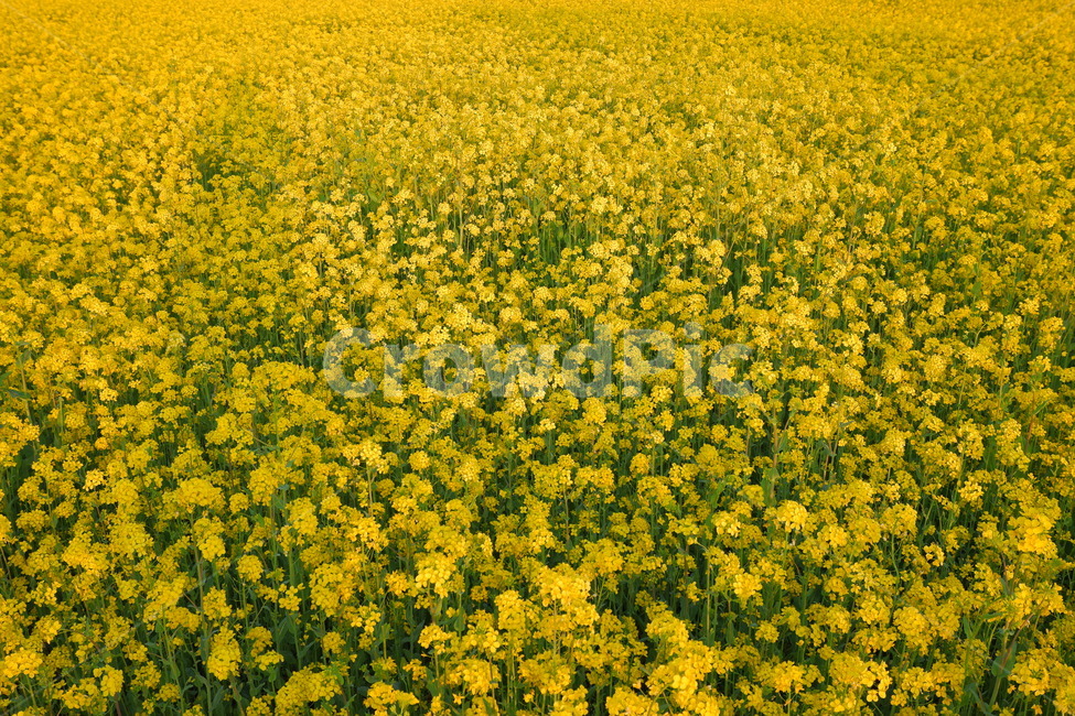 유채,유채꽃,봄,spring,풍경,아름다움,배경,배경화면,바탕,바탕화면,아늑,편안,꽃,flower
