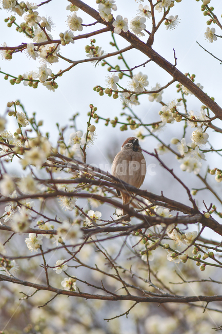 animal,동물,bird,새,sparrow,참새,동물,animal,조류,새,birds