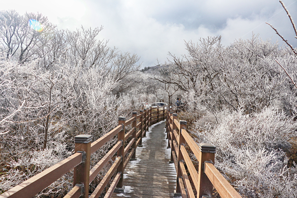 제주도,한라산,1100고지,한라산1100고지,설경,눈꽃,눈,겨울,snow,옥외,자연,다리,bridge,산책로,boardwalk