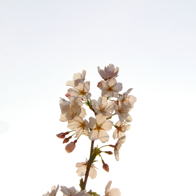 봄,감성사진,일상,풍경,꽃,벚꽃,풍경사진,하늘,cherryblossom,daily,sky,flower,spring,봄,계절,spring,season,식물,자연,plants,nature,꽃,flower,plant