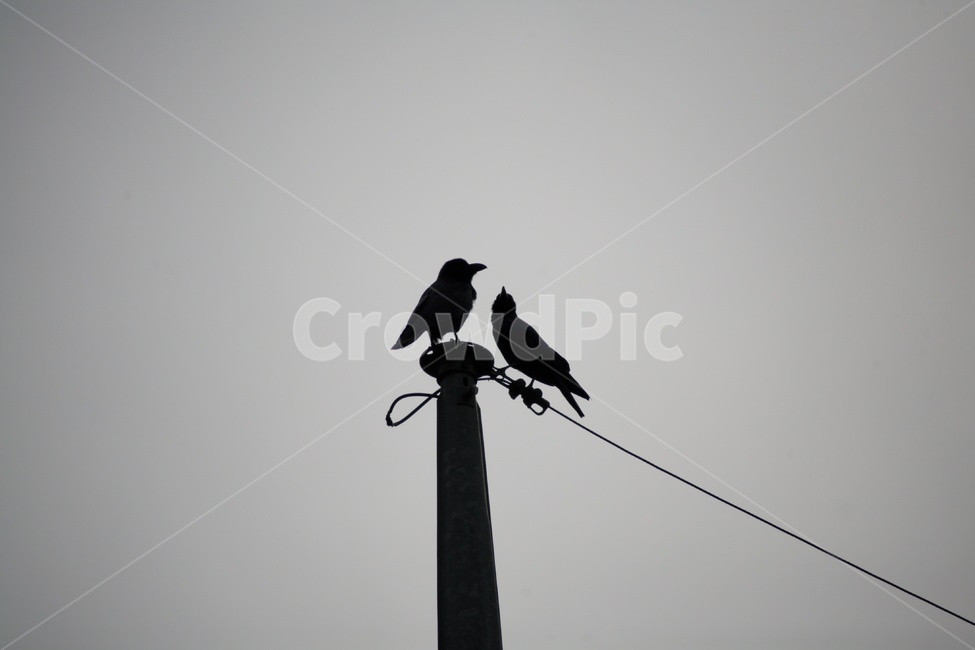 새,까마귀,동물,animal,야생동물,동물,animal,조류,새,birds,흑백,모노톤,monochrome,black and white