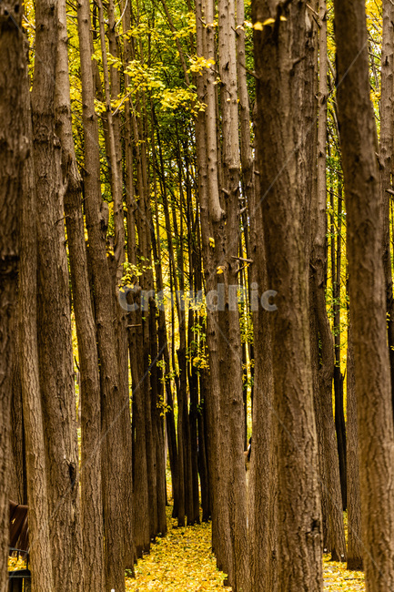 은행,은행나무,은행나무숲,은행잎,은행숲,가을,계절,fall,autumn,season,식물,자연,plants,nature,나무,trees,wood,tree,plant,tree trunk,나무 줄기