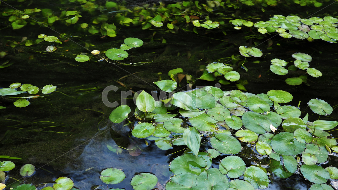 연잎,개울,물,잎사귀,lotus