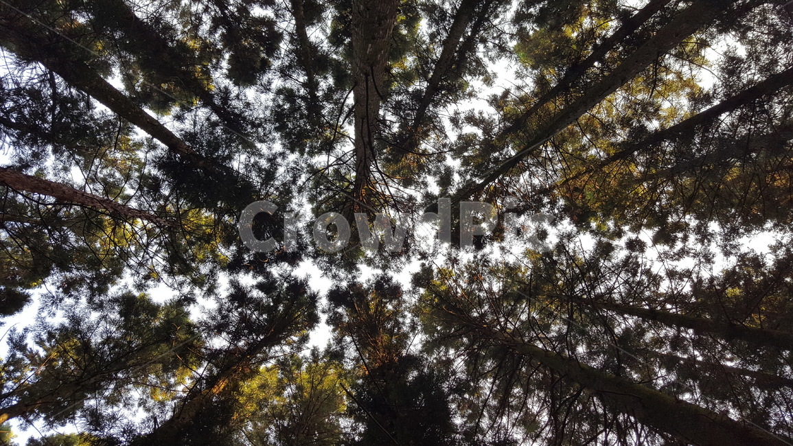 녹차,녹차밭,보성,나무,하늘,식물,자연,풍경,nature,landscape,tree,plant,fir,전나무