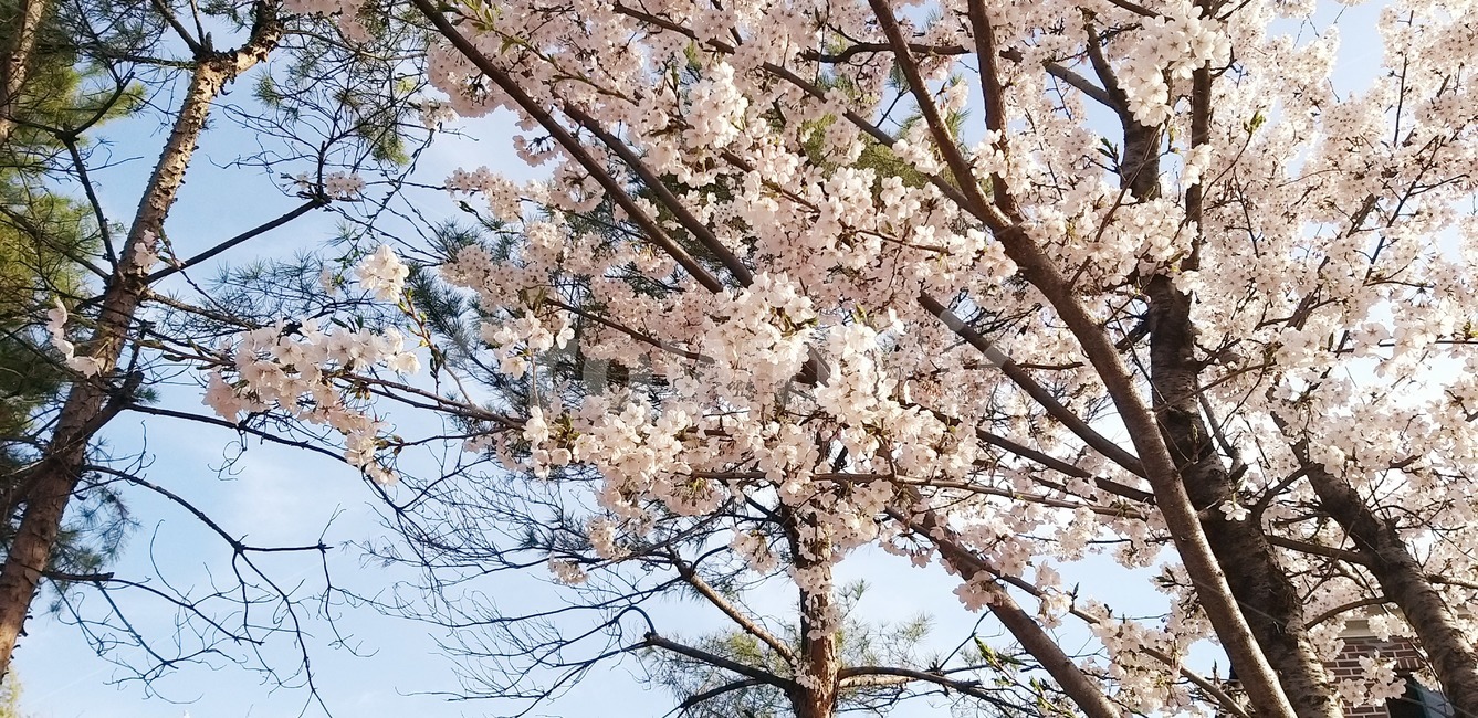벗꽃,식물,blossom,plant,flower,꽃,식물,자연,plants,nature,꽃,flower