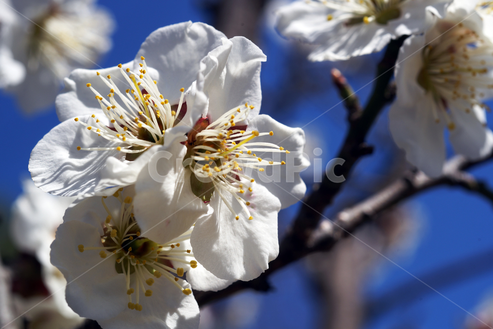 매화꽃,매화나무,꽃,봄,계절,하얀꽃,매화,식물,자연,plants,nature,꽃,flower