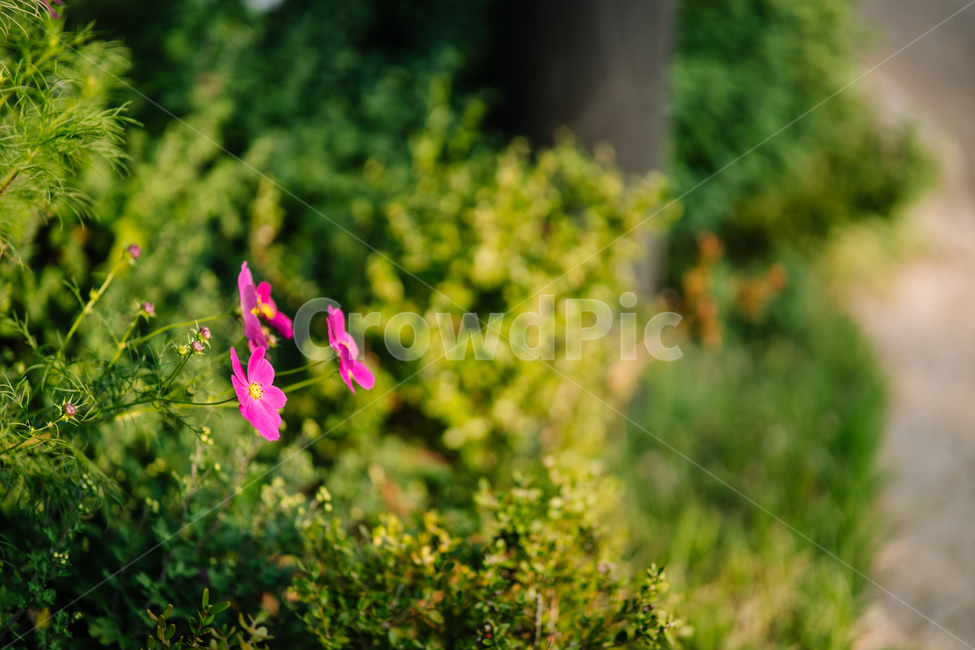 꽃,식물,flowers,botanical,plant,식물,자연,plants,nature,꽃,flower