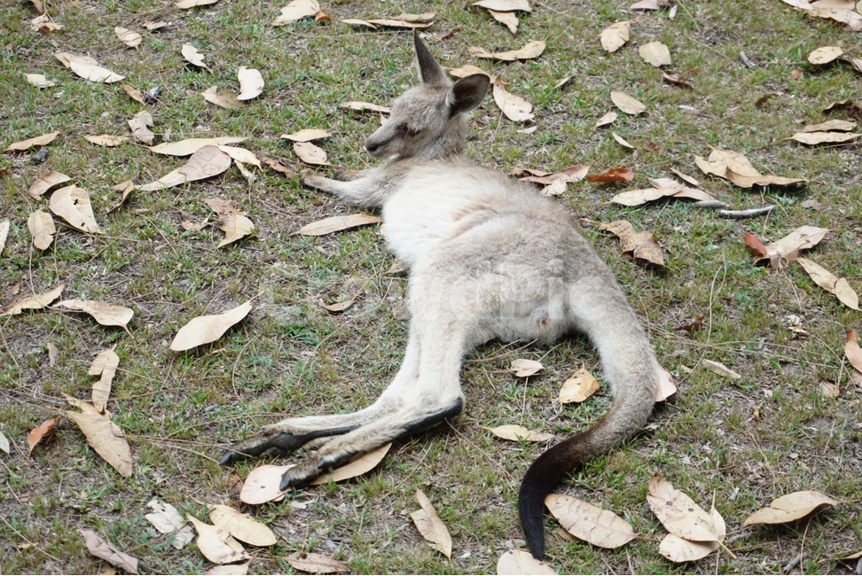 야생,호주,자연,캥거루,동물,wild,australia,nautre,animal,kangaroo,동물,animal,포유류,mammal