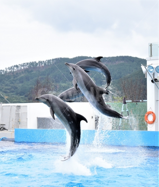 Geoje Sea World,whale,Dolphin,animal,mammalia,jump
