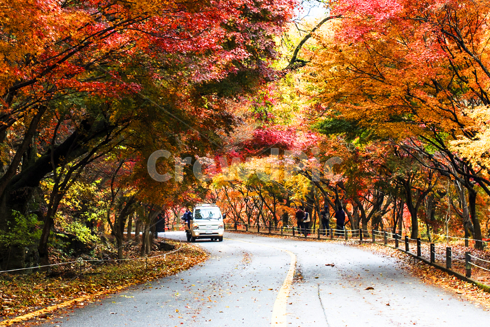 tree,나무,plant,식물,maple,단풍,leaf,잎,mountain,산,내장산,자연,nature,가을,계절,fall,autumn,season,자연,풍경,nature,landscape