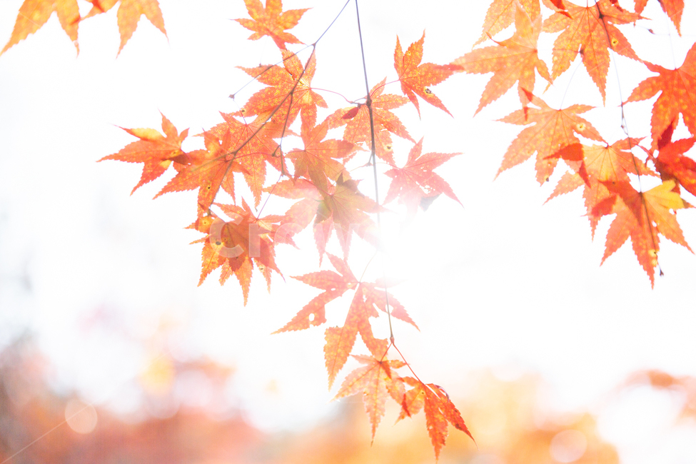 백양사,절,단풍,빛,가을,가을,계절,fall,autumn,season,leaf,잎,plant,식물,tree,나무