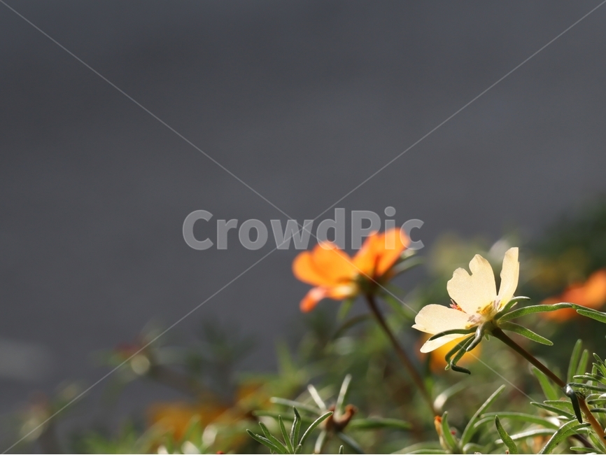 채송화,여름,주황색,꽃잎,줄기,식물,자연,plants,nature,꽃,flower