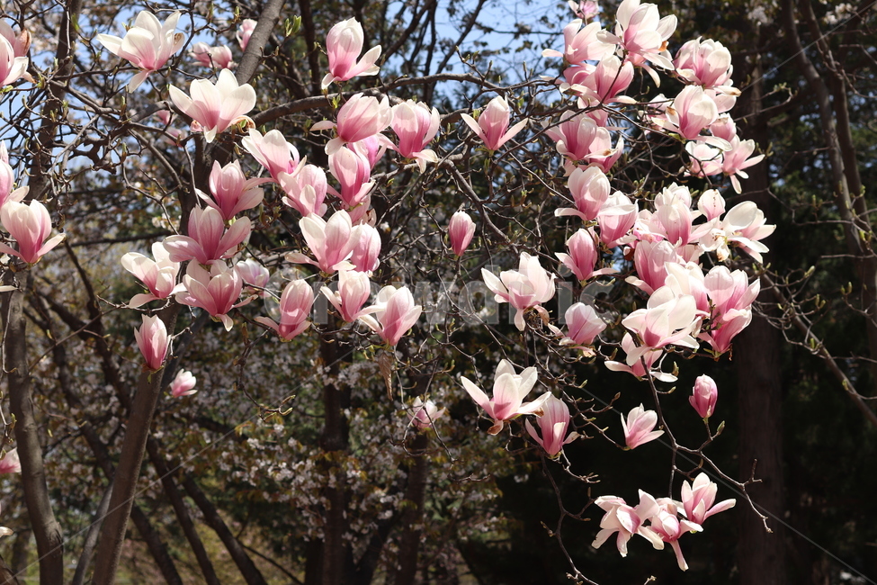 분홍목련,꽃,나무,봄,공원,인천대공원,자연,풍경,nature,landscape,꽃,flower,나무,trees,wood,plant,식물,blossom