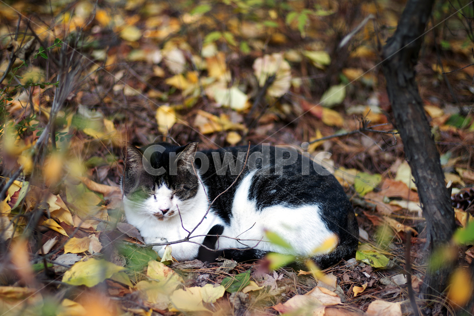 고양이,길고양이,길냥이,동물,자연,애완동물,cat,kitty,kitten,cute,animal,pet,동물,animal,포유류,mammal,고양이,cat,kitten,kitty