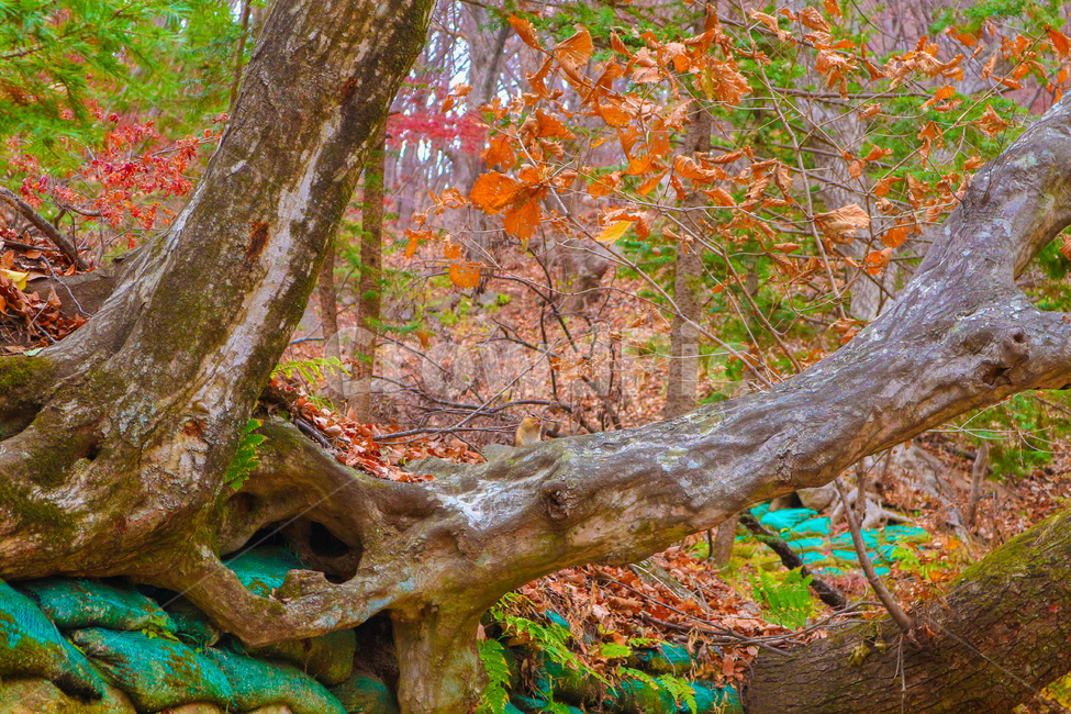 경주,토함산,다람쥐,가을,동물,gyeongju,tohamsan,mountain,squirrel,autumn,animal,가을,계절,fall,autumn,season,자연,풍경,nature,landscape,나무,trees,wood,tree,plant,식물,tree trunk,나무 줄기
