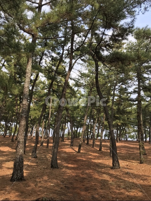 소나무,풍경,자연,숲,나무,자연,풍경,nature,landscape,tree,plant,식물,tree trunk,나무 줄기